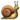 snail